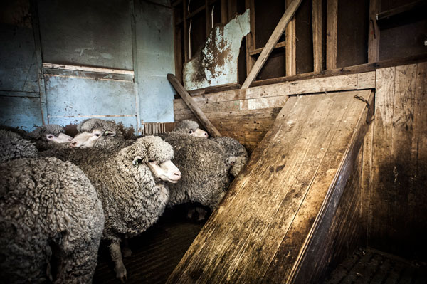 Sheep at a wool shed belonging to one of Jemalong Wool's valued clients
